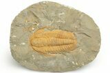 Cambrian Trilobite (Hamatolenus) - Tinjdad, Morocco #222418-2